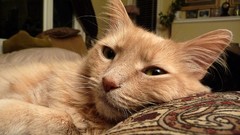 Animals cats orange fluffy