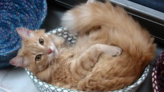 Animals cats orange fluffy