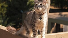 Animals cats outdoors feline 2014 (Year) Mammals