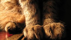 Animals cats paws