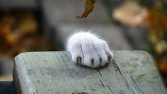 Animals cats paws