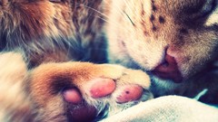 Animals cats paws whiskers