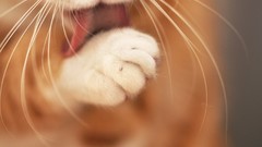Animals cats paws whiskers licking depth of field