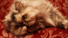 Animals cats Persian Persian cat