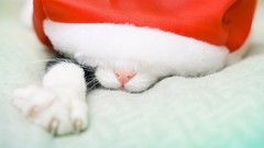 Animals cats pets christmas hat