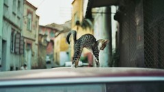 Animals cats pets domestic cat