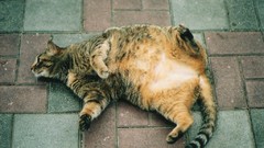 Animals cats pets lying down domestic cat