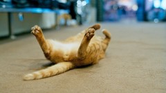 Animals cats pets lying down domestic cat