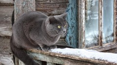 Animals cats pets observe