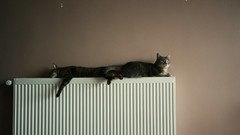 Animals cats pets radiator domestic cat