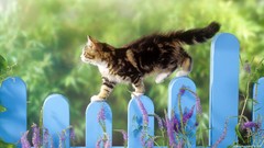 Animals cats picket fence