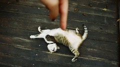 Animals cats playing pets domestic cat