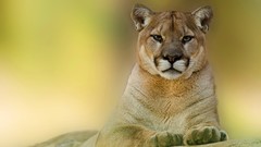 Animals cats puma wild cats Mammals couguar
