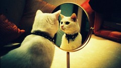 Animals cats reflections pets mirrors white cat