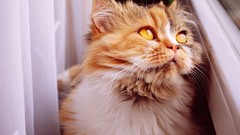 Animals cats Roof Kittens pictorial