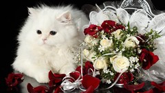 Animals cats roses bouquet Kittens rose petals
