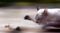 Animals cats running motion blur mice chasing