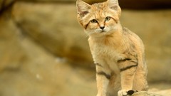 Animals cats sand cat