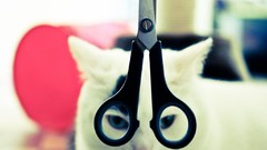 Animals cats scissors pets white cat domestic cat