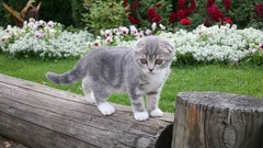 Animals cats Scottish Fold