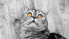 Animals cats selective coloring shocked