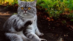 Animals cats shocked