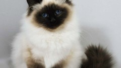 Animals cats siamese