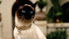 Animals cats siamese