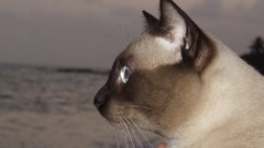 Animals cats siamese