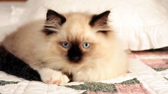 Animals cats siamese