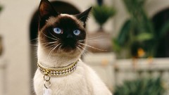 Animals cats siamese