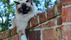 Animals cats siamese