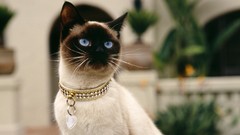 Animals cats siamese