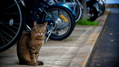 Animals cats sidewalk roads sidewalks streets pets motorbikes