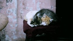 Animals cats sleeping couple pets domestic cat