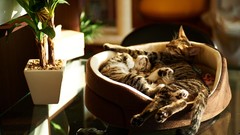 Animals cats sleeping cushion glass table potted plant