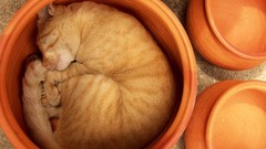 Animals cats sleeping national geographic flowerpot