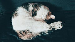 Animals cats sleeping pets domestic cat