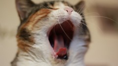 Animals cats sleeping tired yawns