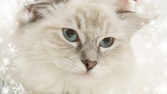 Animals cats sparkles christmas hat