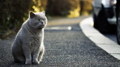 Animals cats street roads British Shorthair pets