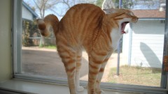 Animals cats stretching funny