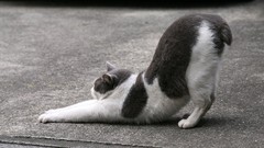 Animals cats stretching monochrome greyscale