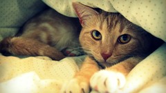 Animals cats watching hidden