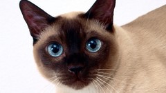 Animals cats white background siamese