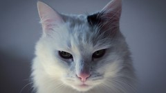 Animals cats white cat