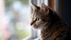 Animals cats window panes domestic cat