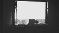 Animals cats windows monochrome windowsill pets grayscale 