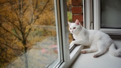 Animals cats windows windowsill