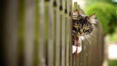 Animals cats Wooden fence fences yellow eyes depth of field